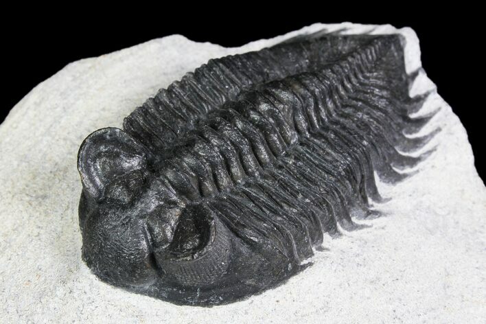 Coltraneia Trilobite Fossil - Huge Faceted Eyes #92940